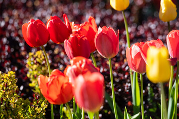 Colorful Blooming Tulips in Sunny Spring Day with Blurred Background