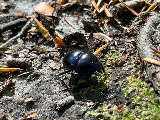 beetle on the ground