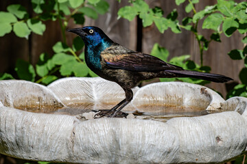 Beautiful Common Grackle with showing its Iridescent Sheen on a Birdbath