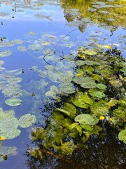 water lily in the pond