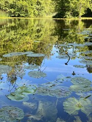 water lily in the pond