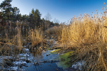 The Janovsky mokrad, landscape view of wetland in Pilsen region, Czech Republic, Europe.