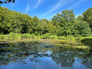 lilies in the pond