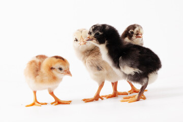 Cute little chicken isolated on white background, easter concept.