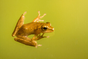 Polypedates leucomystax is a species in the shrub frog family Rhacophoridae. It is known under numerous common names, including common tree frog