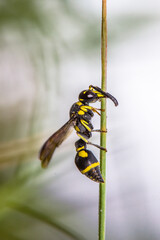 A wasp is any insect of the narrow-waisted suborder Apocrita of the order Hymenoptera which is neither a bee nor an ant