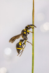 A wasp is any insect of the narrow-waisted suborder Apocrita of the order Hymenoptera which is neither a bee nor an ant