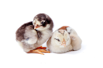 Cute little chicken isolated on white background, easter concept.