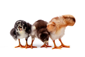 Cute little chicken isolated on white background, easter concept.