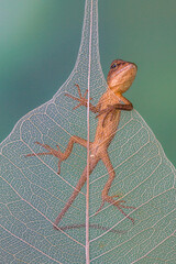 The oriental garden lizard (Calotes versicolor), also called the eastern garden lizard, Indian garden lizard, common garden lizard