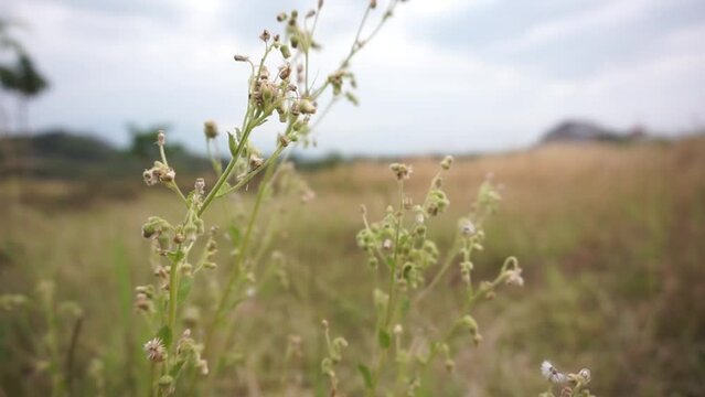 Flowering plants like cotton blowing in the wind against a blurry meadow background