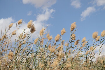 giant reed plants (Phragmites australis) 