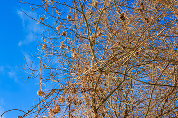 Dried Echinocystis plant hanging on tree branches