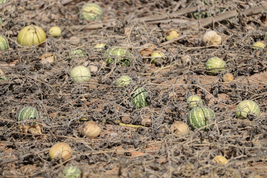 bitter apple fruits (Citrullus colocynthis) in the wild