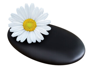 Healing massage stone and daisy isolated on white background