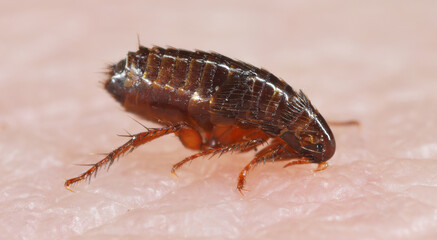 A flea biting on the skin of human hand, drinking blood. A nuisance parasite of domestic animals...