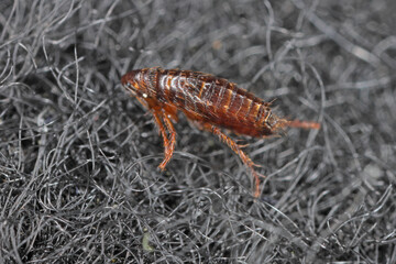 Dog flea (Ctenophalides canis) on the carpet in the apartment.