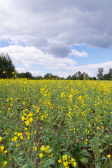 field of dandelions