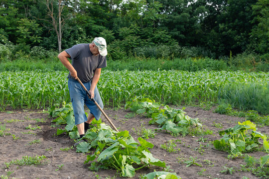 Senior man remove weeds from the pumpkin bed. Farmer in garden at home. Agriculture concept. Elderly man with a hoe working in an agricultural fields in spring or summer.