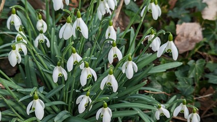 snowdrops in spring