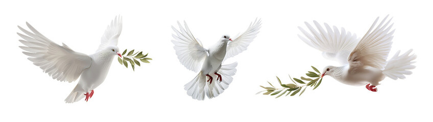 Flying white dove and olive branch. Symbol of peace. White Pigeon Isolated cutout on transparent background