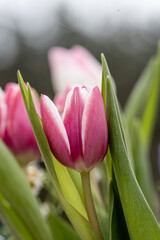 Pale pink, light pink tulips, bouquet