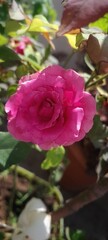 pink rose in garden