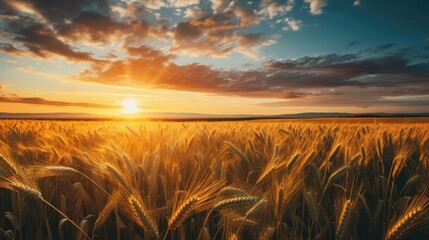 The setting sun kisses the horizon, casting a golden glow over a sweeping field of ripe wheat under...