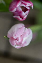 detail of pental pink and white tulip close-up  against the background of other pink tulips