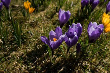 View to a bunch of crocus at spring time