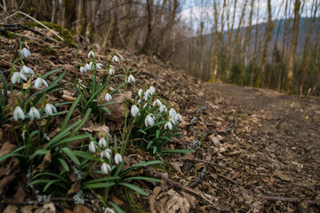 Spring snowdrop flowers near hiking path in the area called Rothaargebirge
