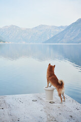 A Shiba Inu dog stands majestically on a pedestal, overlooking a lake with mountains in the...