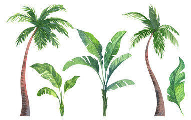Set of  coconut palm trees and banana trees and leaves. Hand painted watercolor illustration