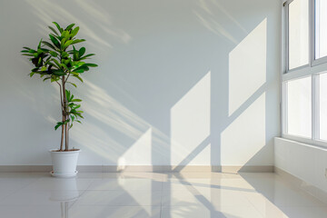 Modern Apartment With Sunlight Casting Shadows Through Window And Potted Green Plant In Corner. Minimalistic Interior With Empty White Wall With Copy Space