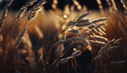 Close up of wheat ears bathed in the warm golden light of a setting sun, highlighting the delicate...