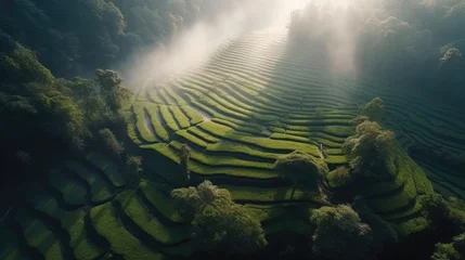 Poster Breathtaking aerial view unveils terraced fields as they cascade down the verdant slopes, enveloped in the soft embrace of morning mist © gankevstock