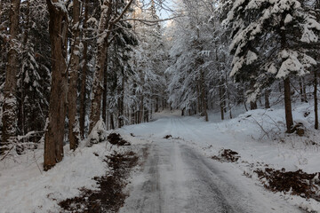 Ampia visuale panoramica che mostra una strada sterrata che attraversa un bosco in un ambiente di montagna, completamente innevato e all'ombra, durante un freddo pomeriggio d'inverno, con cielo sereno