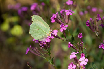 beautiful pink flowers. Viscaria vulgaris. Lemongrass butterfly on a flower, Butterfly
beautiful pink flower on a blurred background, Close-up of a lemongrass butterfly in a meadow with pink flowers. 