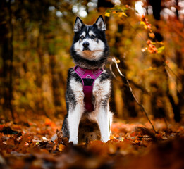 Obraz premium Husky in the grass sunset