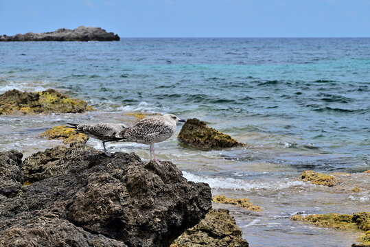 seagulls on portugal rock beach