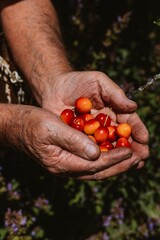 A handful of cherries in the hands of grandfather 
