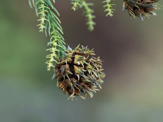 Kleiner Zweigtrieb mit Tapfen