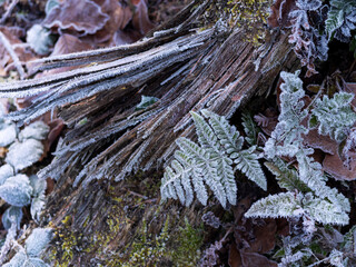 Waldboden Farn Laub Reif Winter