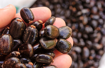 Castor seeds in farmer's hands close-up. Brazilian agriculture.