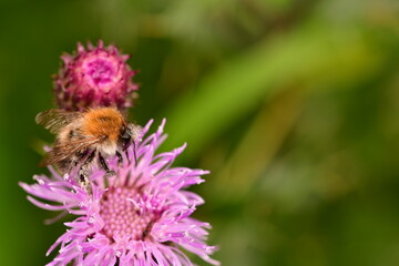 Bee on flower, macro photography