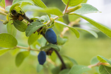 ripening blue berries of honeysuckle on a branch close-up against green foliage background