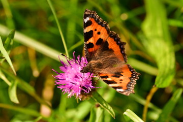 Small Tortoiseshell (Aglais urticae) butterfly on flower, Kilkenny, Ireland
