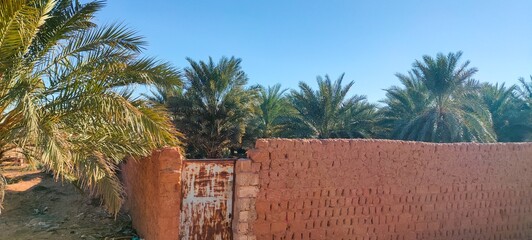 A sweeping panorama captures the oasis nestled in the midst of fine sandy desert, with agricultural...