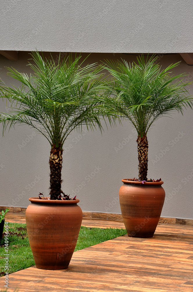 Poster palmeira tropical em vaso de barro