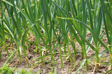 Obraz premium Garlic grows in the open ground